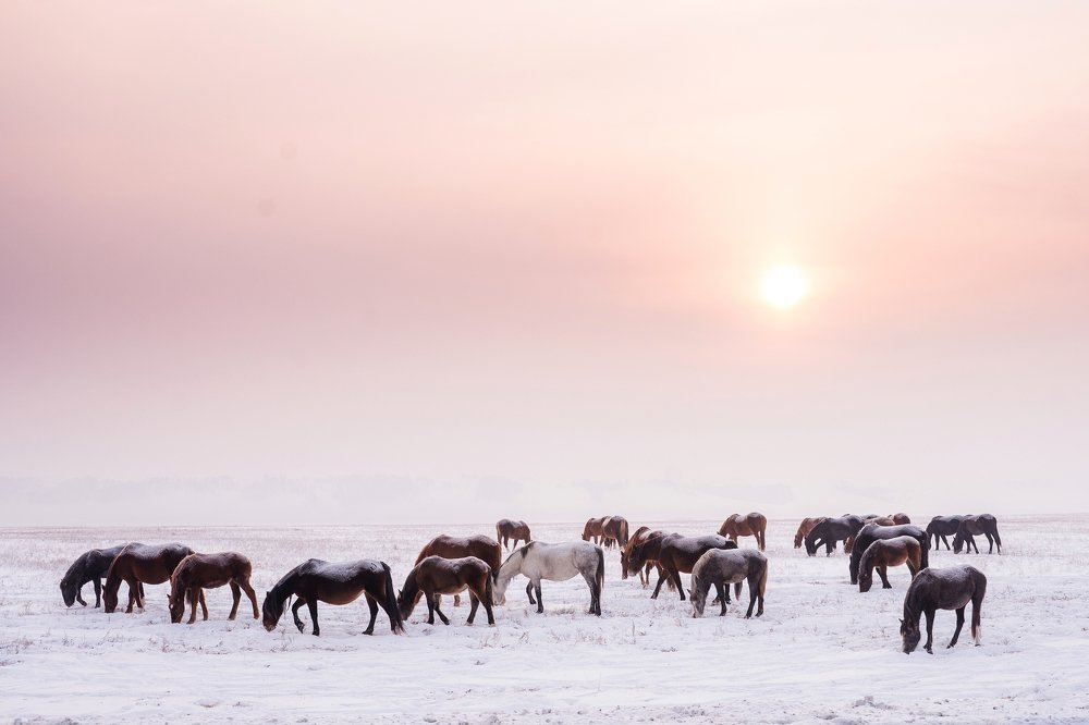 Horses at dawn