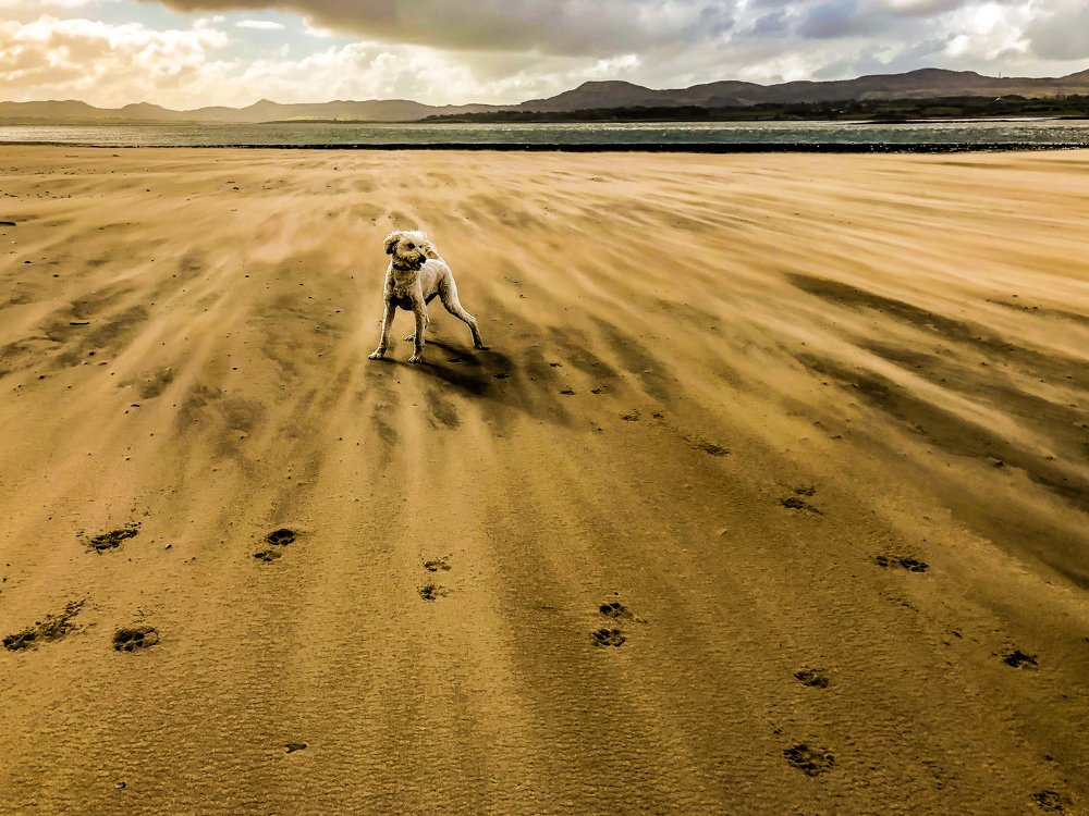 Shifting Sands, Strandhill