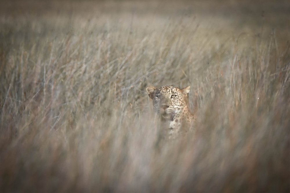 The perfect Camouflage