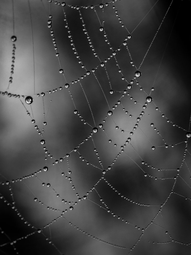 spider web in the rain