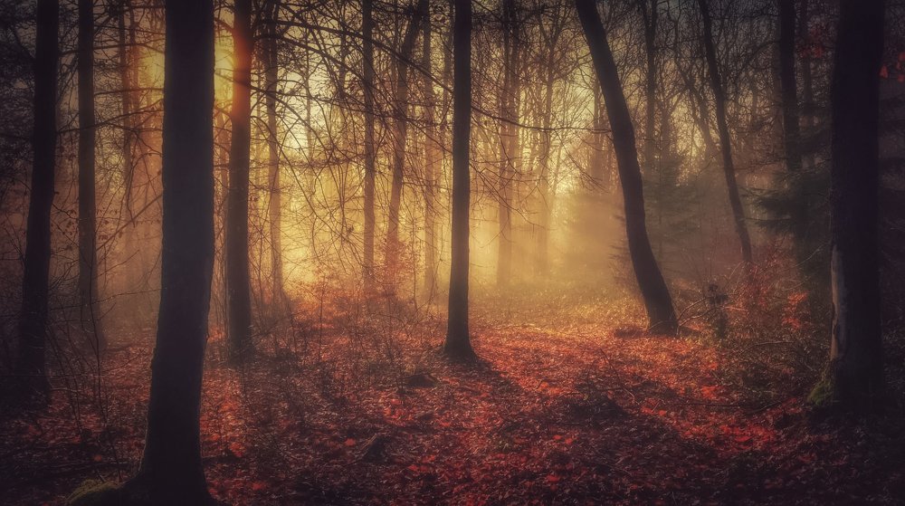 Photograph by Guy Krier