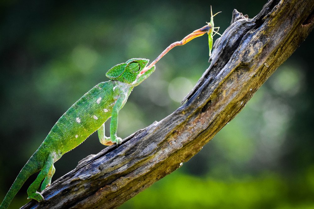 Aim first so you don't miss