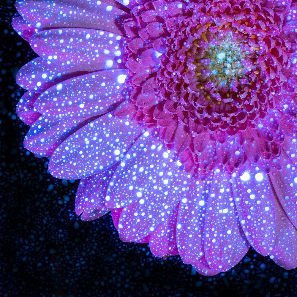 Photograph by Ursulescu Naomi-Laura