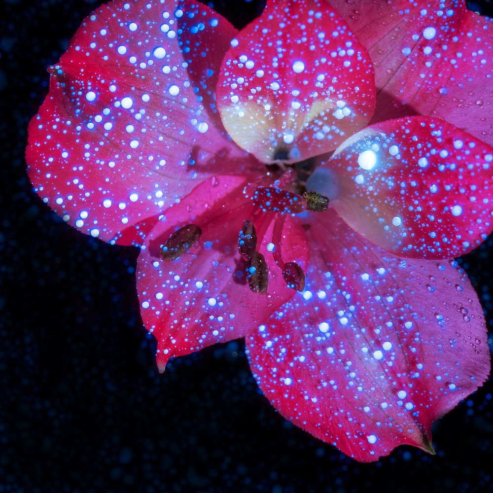 Photograph by Ursulescu Naomi-Laura