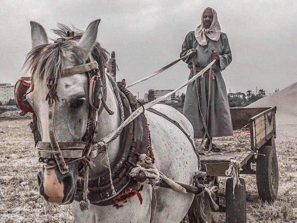 The man and the horse