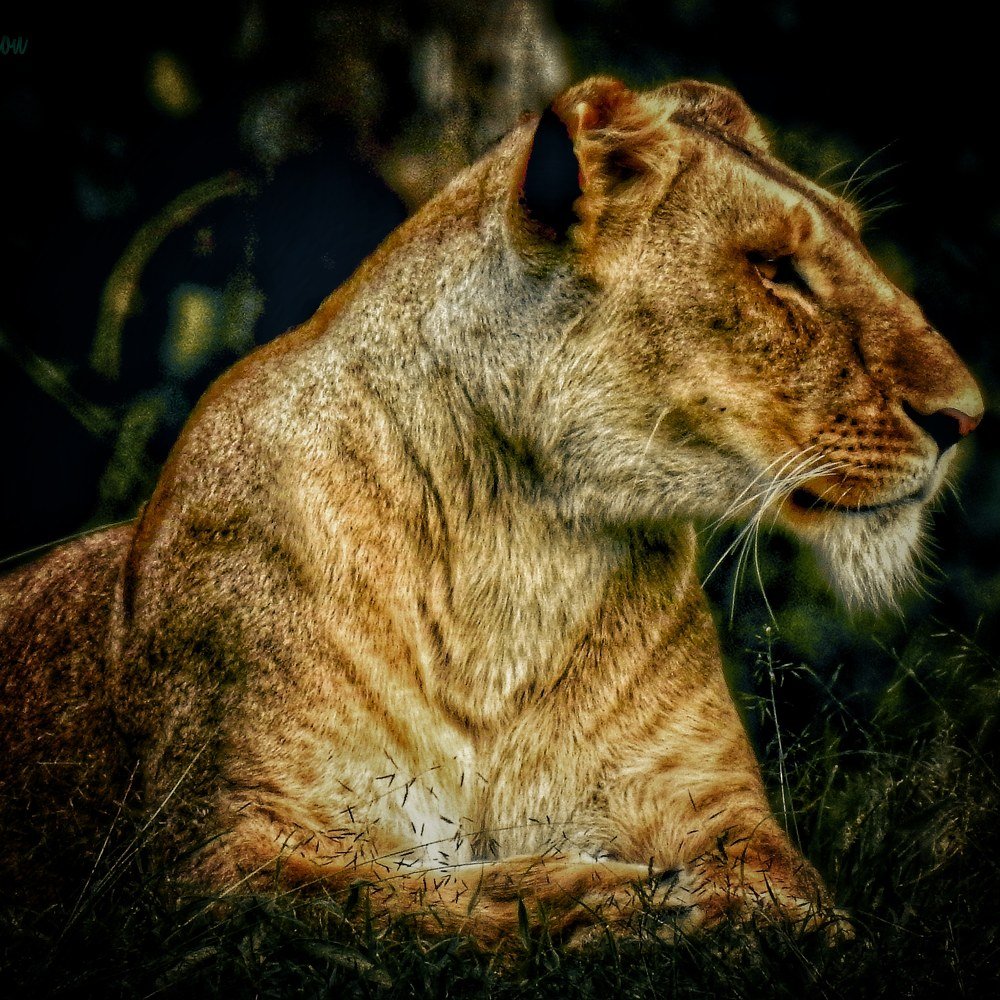 Engrossed Lioness