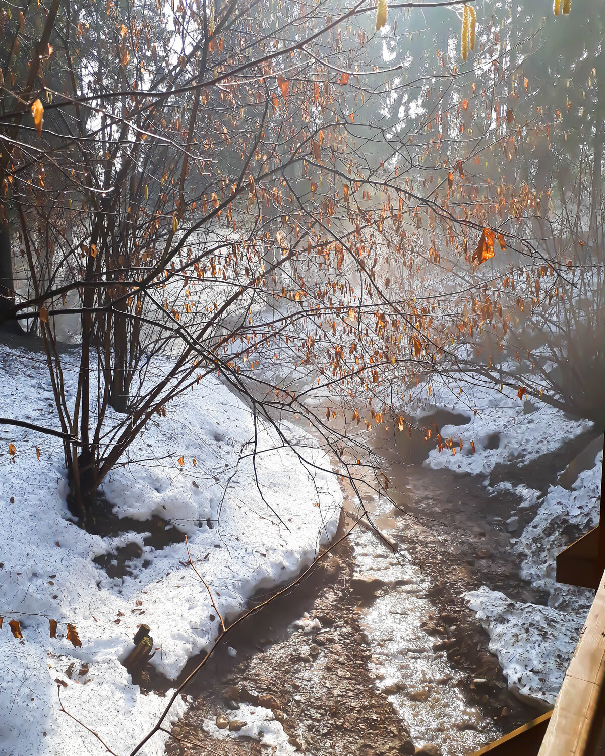 Photo #3278250