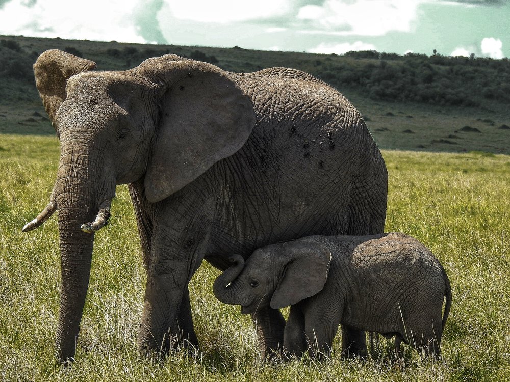 Mother Nature,A mothers care