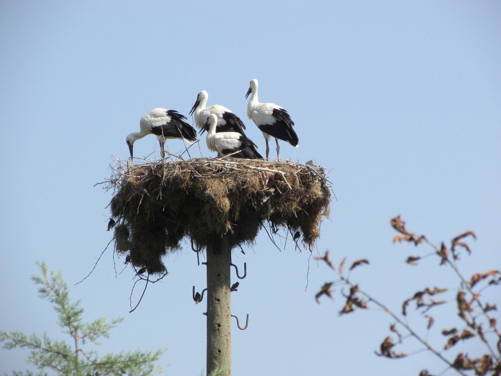 A family of storks in Rupite, Bulgaria