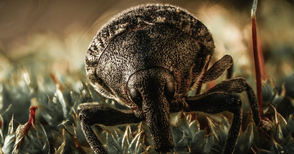 Долгоносик