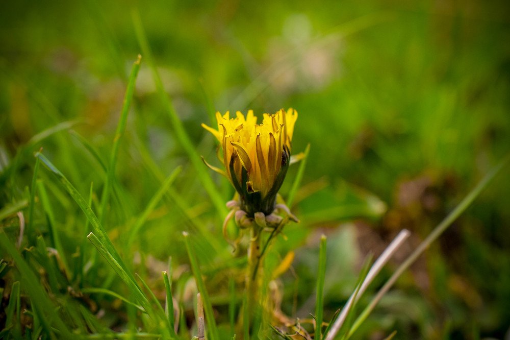 Dandelion