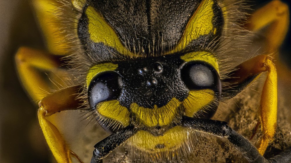 Ласковый хищник