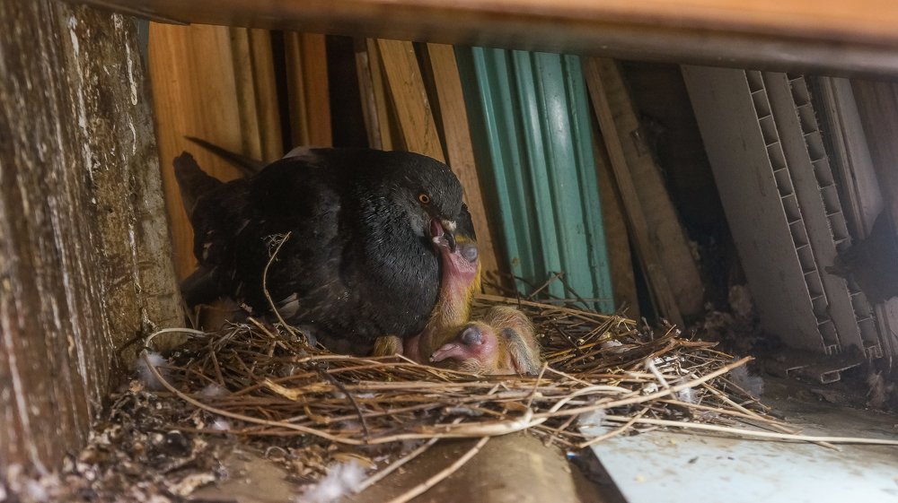 Голуби и любовь