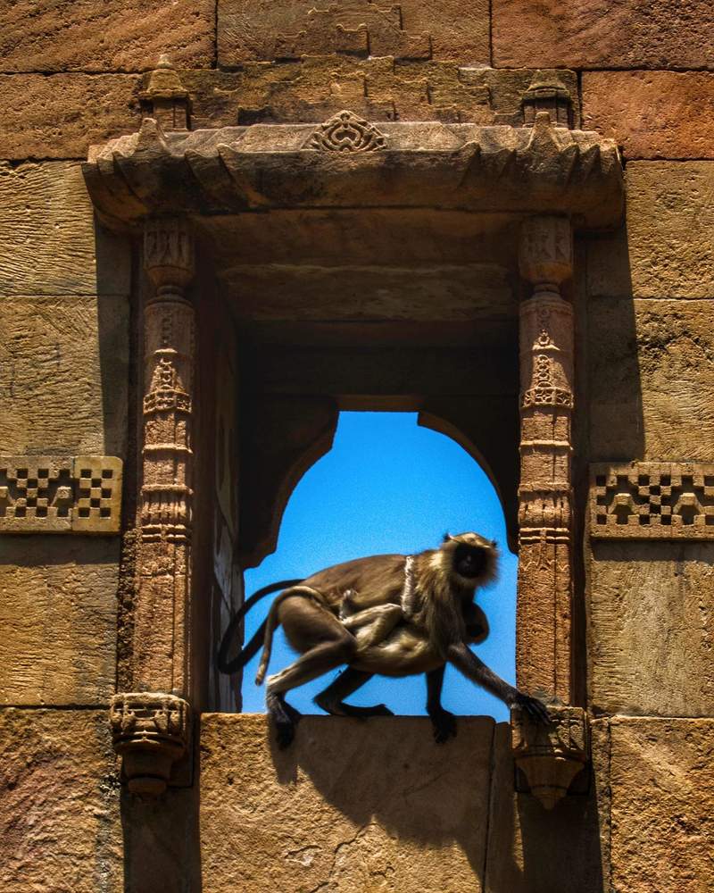 Monkey with Infant- Portrait