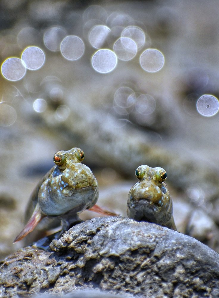 Indian Mudskippers