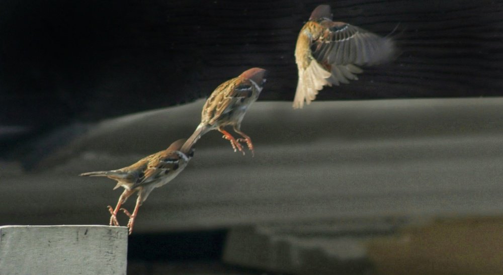 House Sparrow
