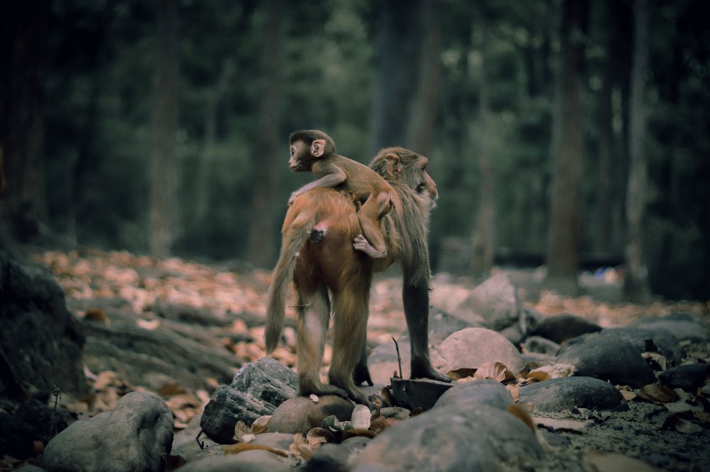 The safest place is mother's back