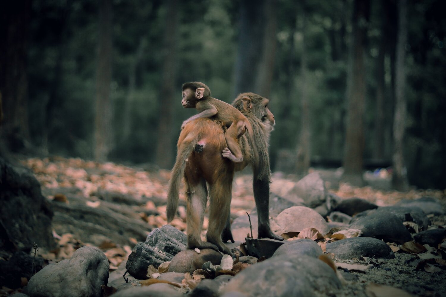 The safest place is mother's back