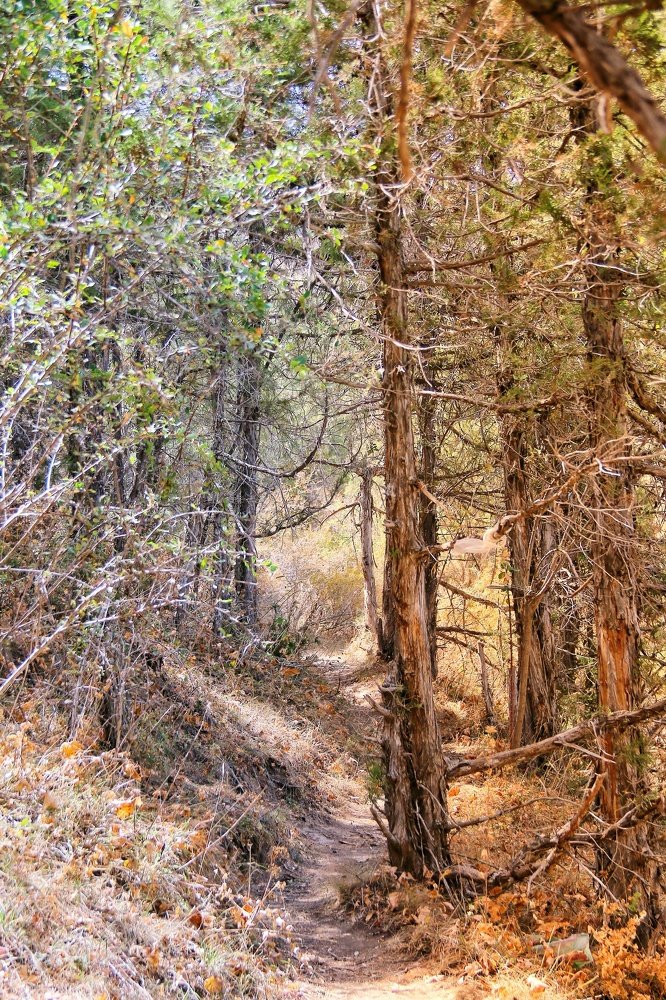 Узбекистан город джизак заамин