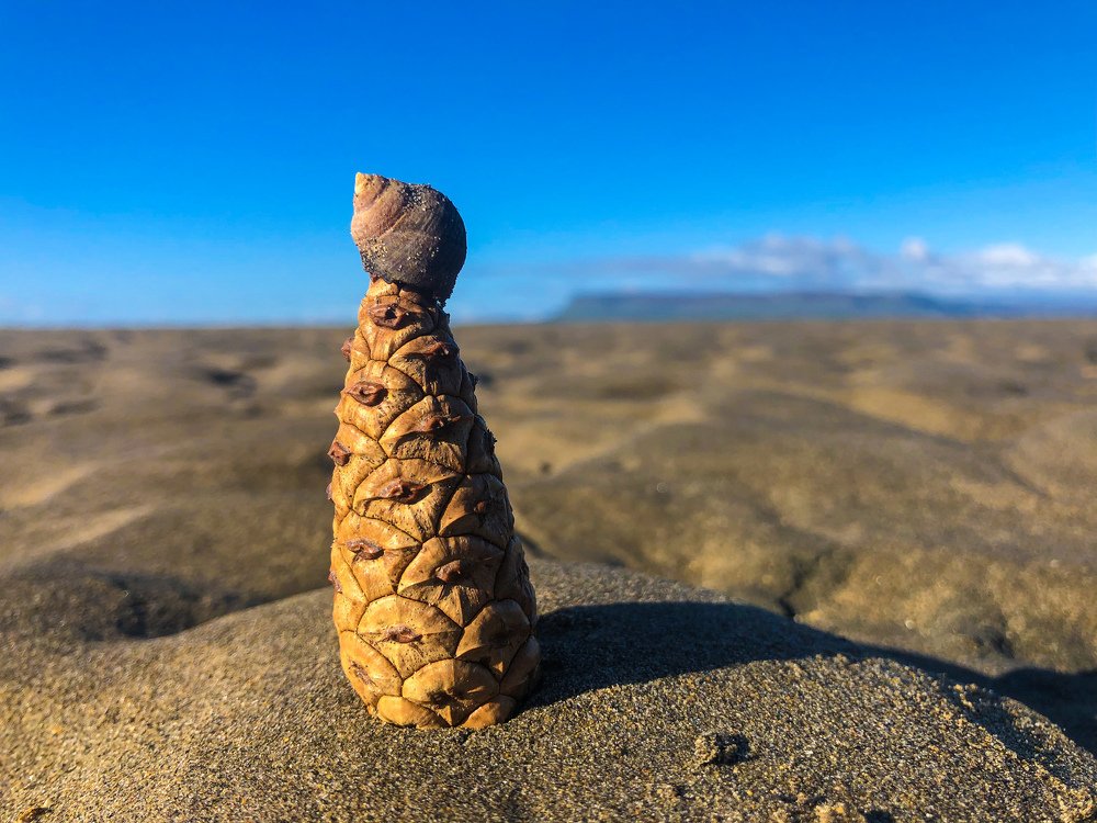 Yoda visits Coney Island