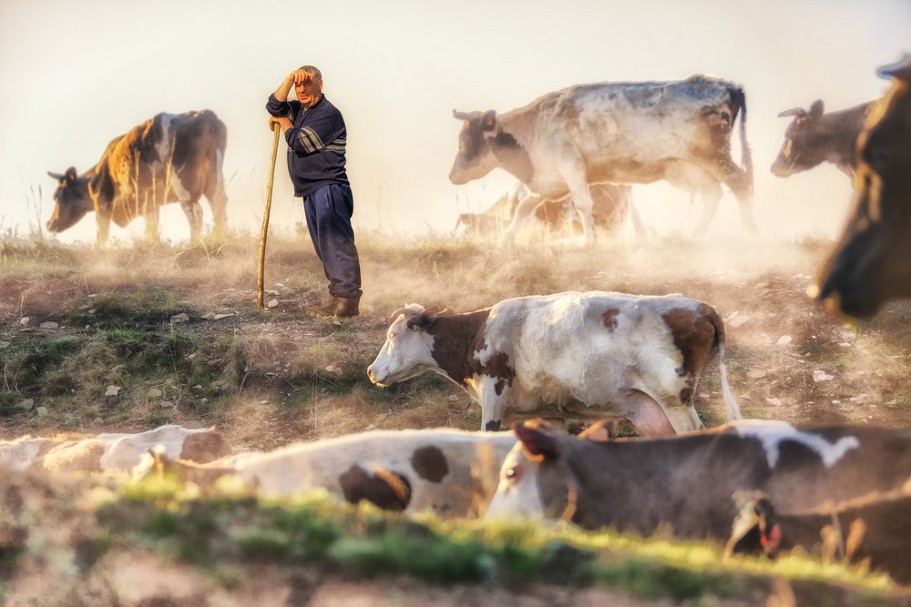 Пастух 2019 г.
