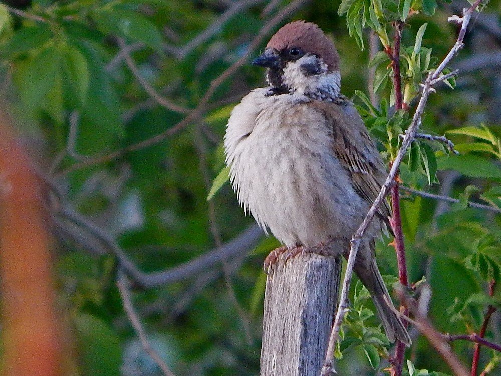 Взъерошенный воробей