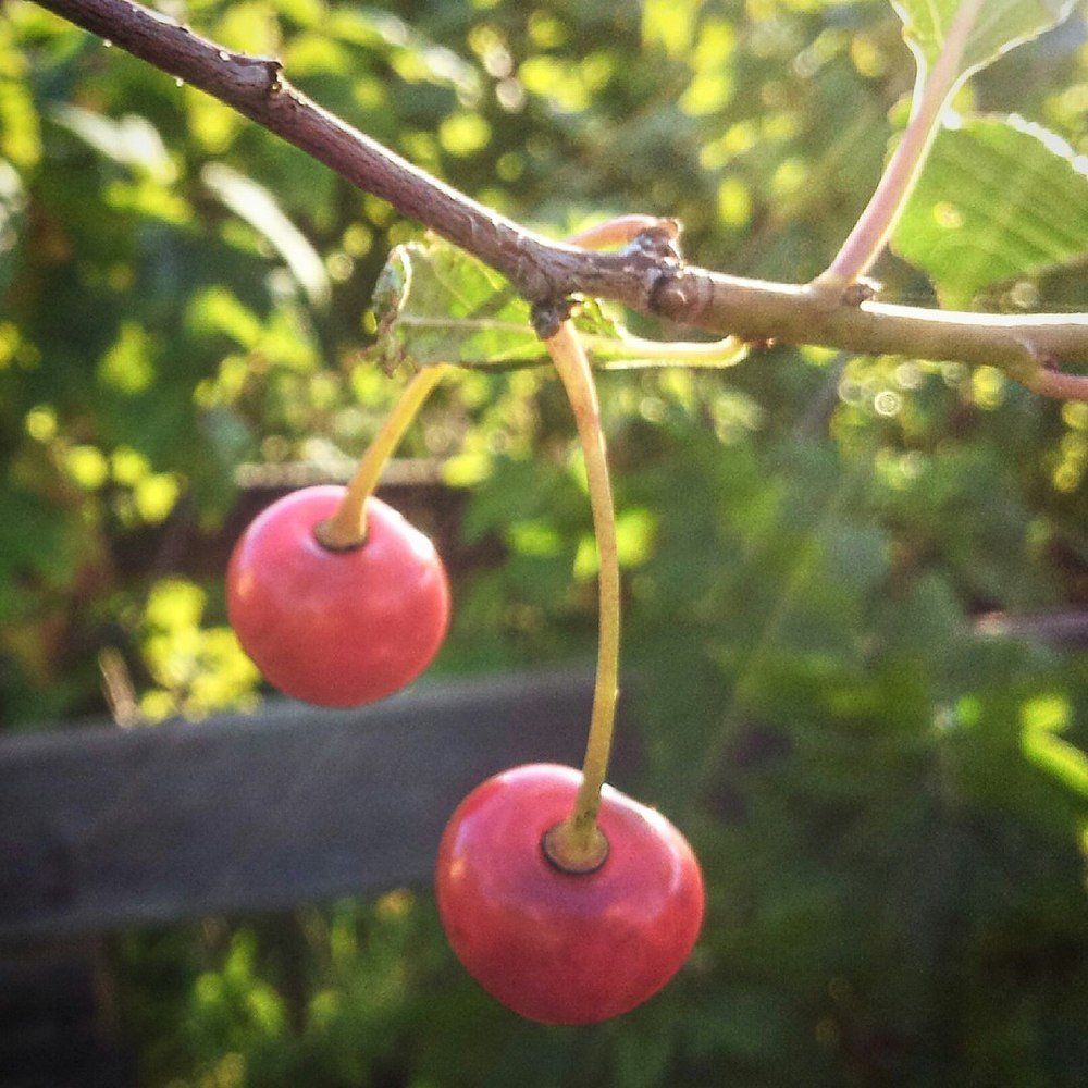 Вишнёвый сад