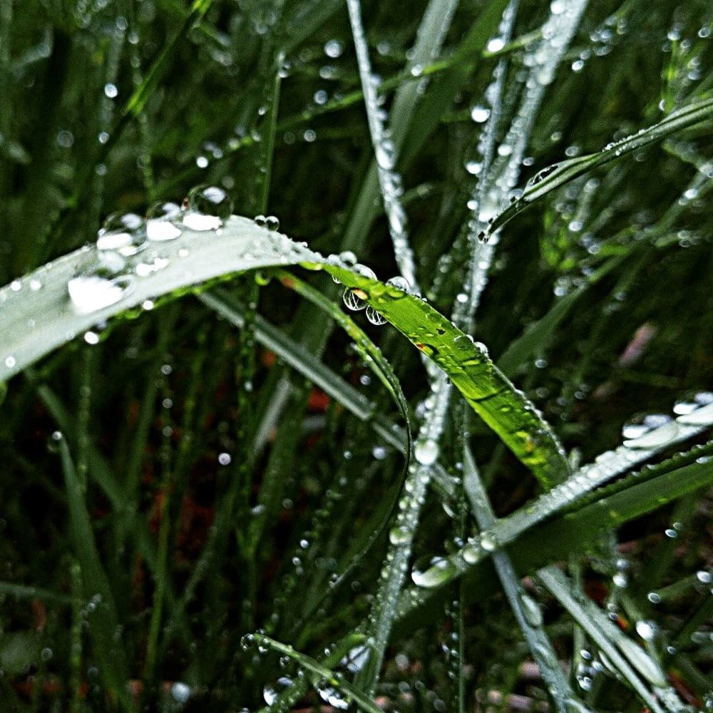 После дождя