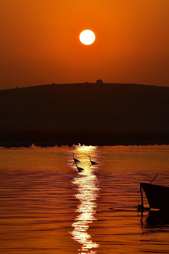 sunrise at lake and grey herons