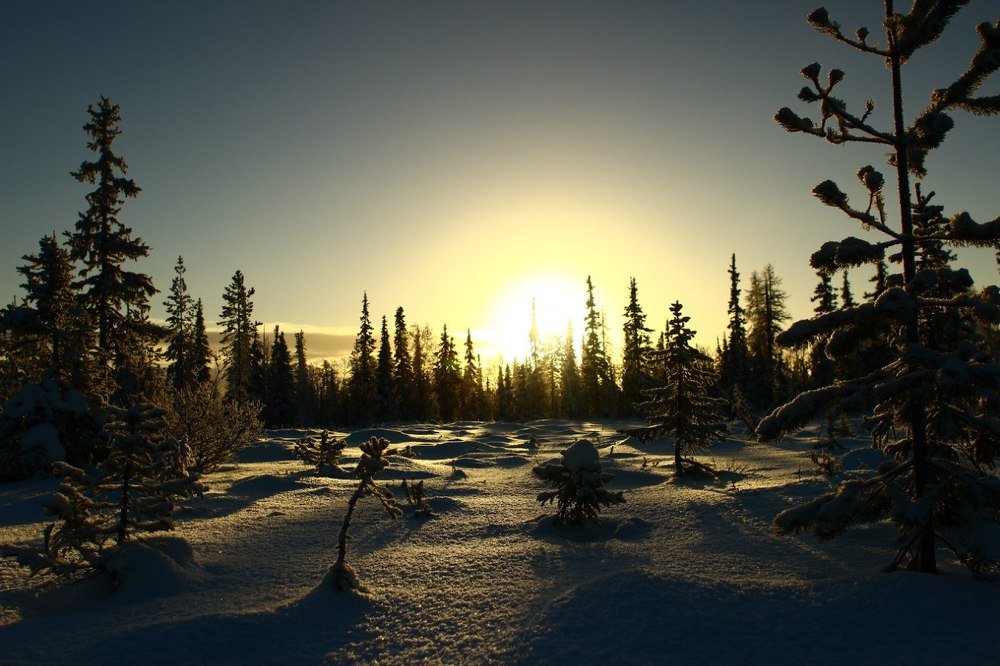 Рассвет в лесу