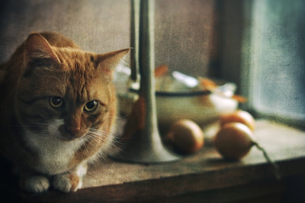 Четвёртая луковка