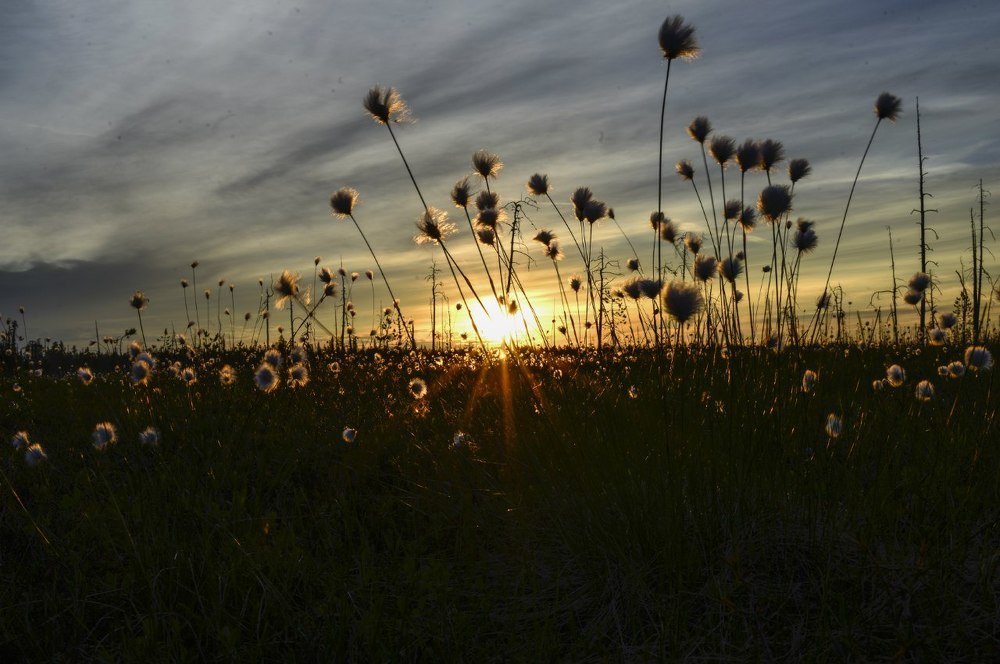Закат на поляне