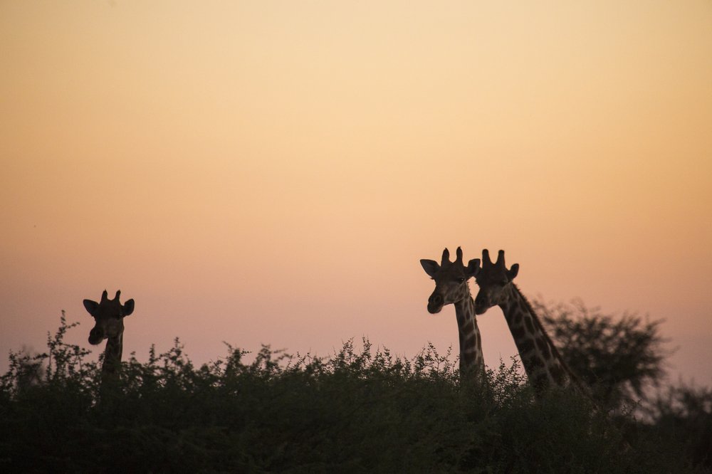 Вечерний клев