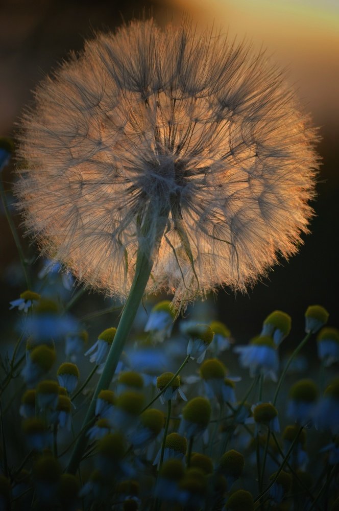 Закатный одуванчик окутанный ромашками