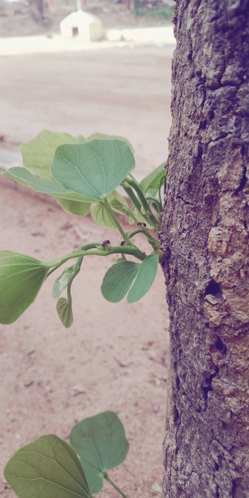Ant playing a game at tree