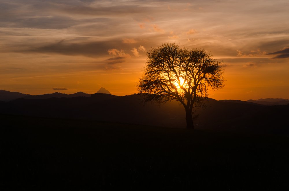 Tree in the sunset