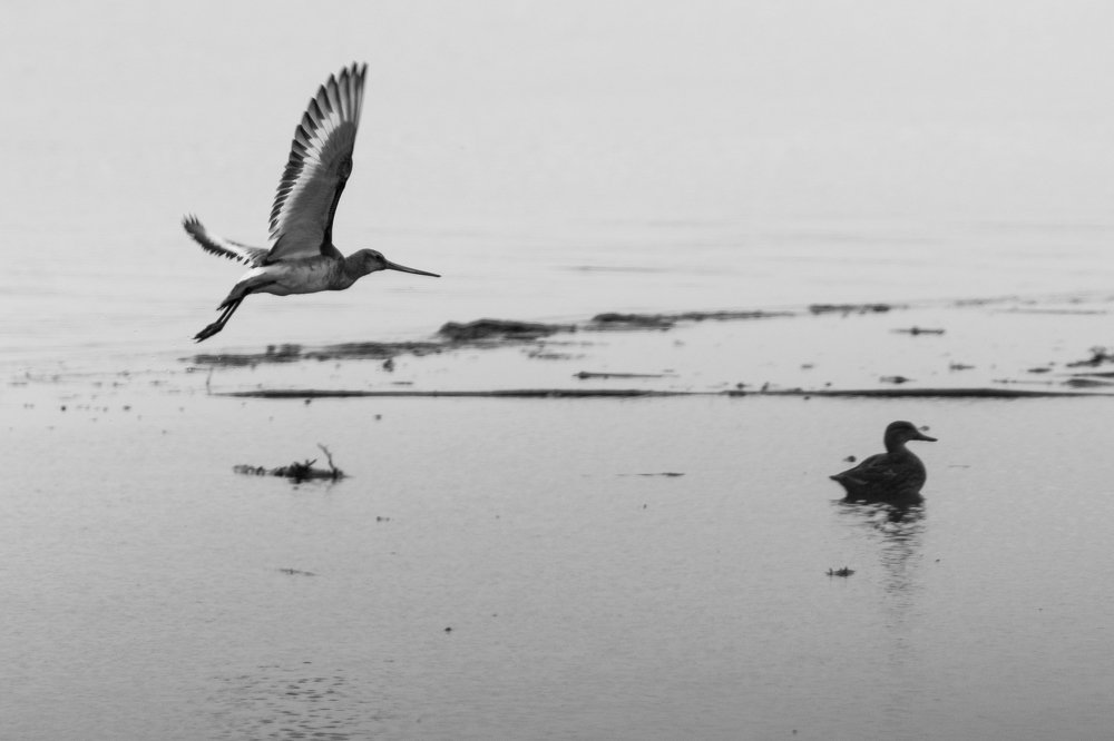 Free flying