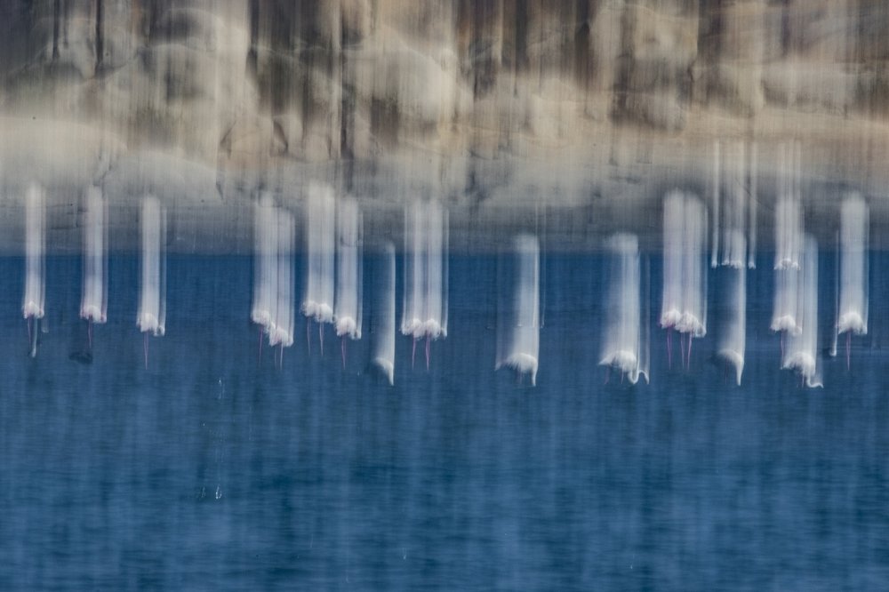 Flamingo falls from Sky