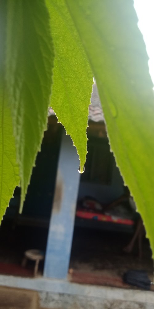 After rain fresh  leaves one drop rain water
