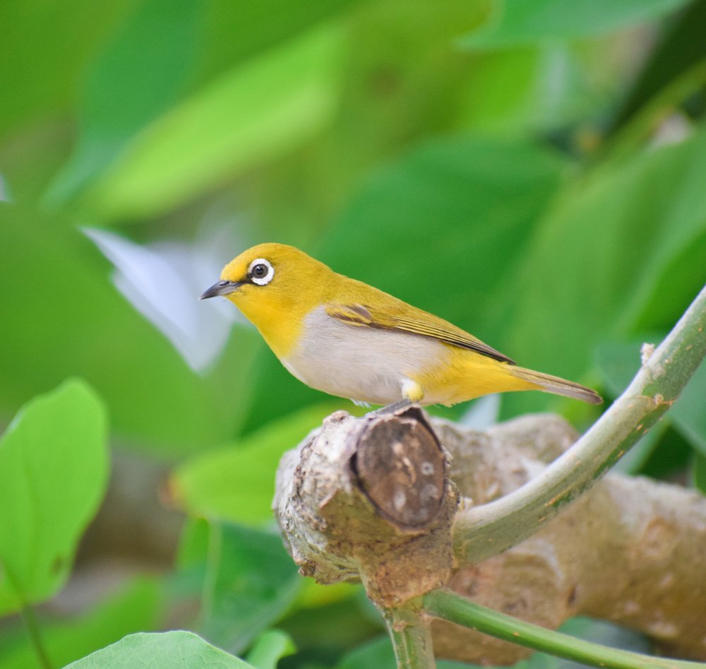 Oriental white eye