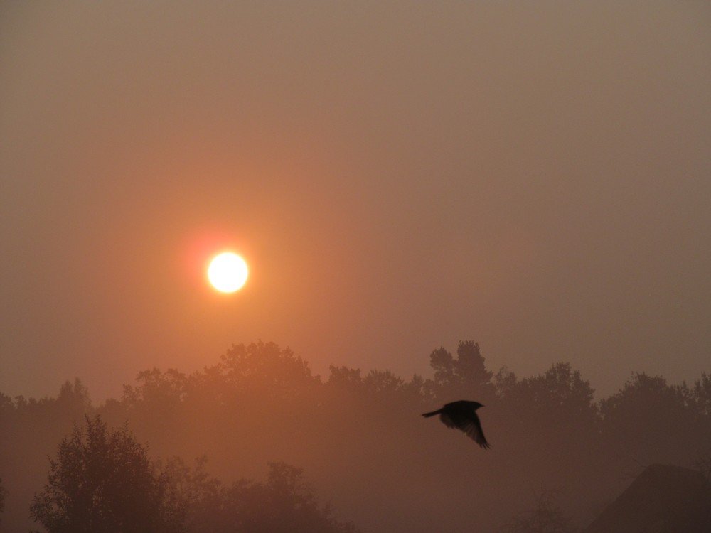 Утро туманное...