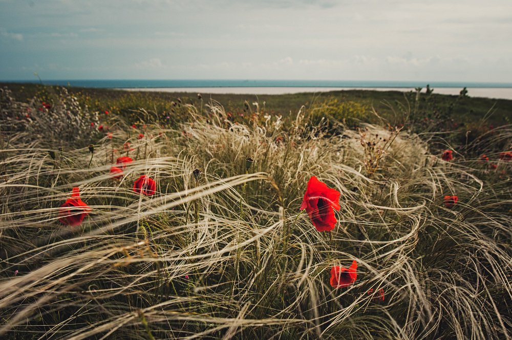 Ковыль и маки