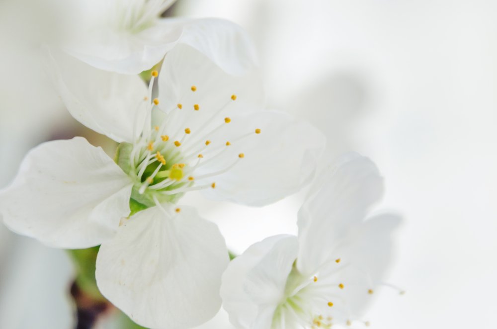 Фотография автора Майя Афзаал