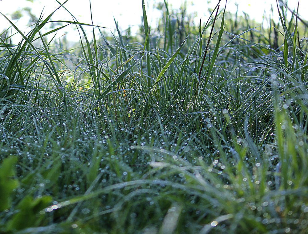 после дождя