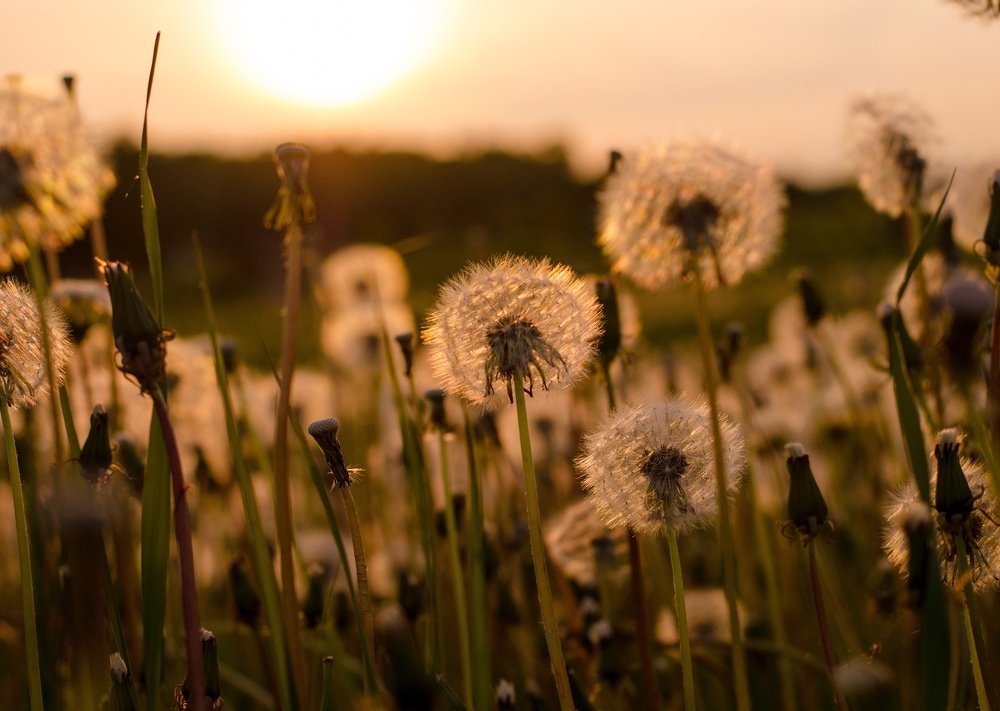 Одуванчики