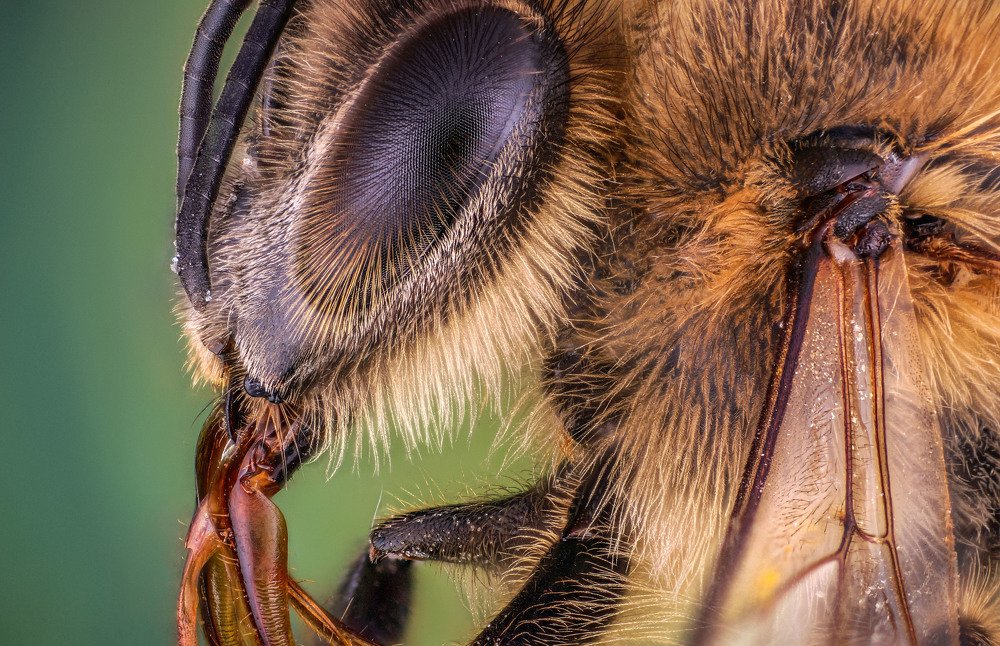 дикая пчела