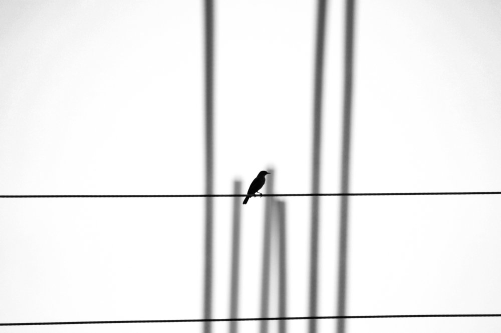 Lone bird