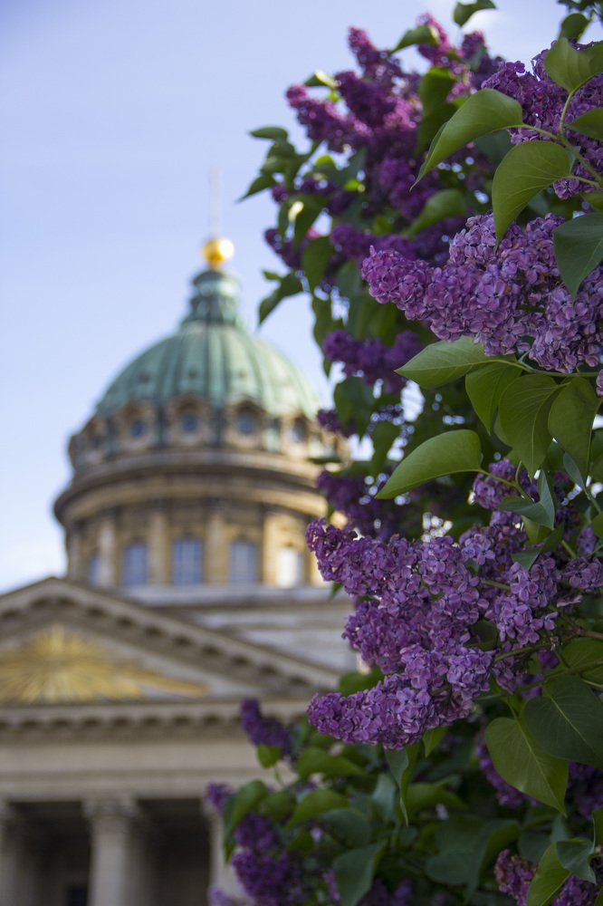 Kazan’s Lilac