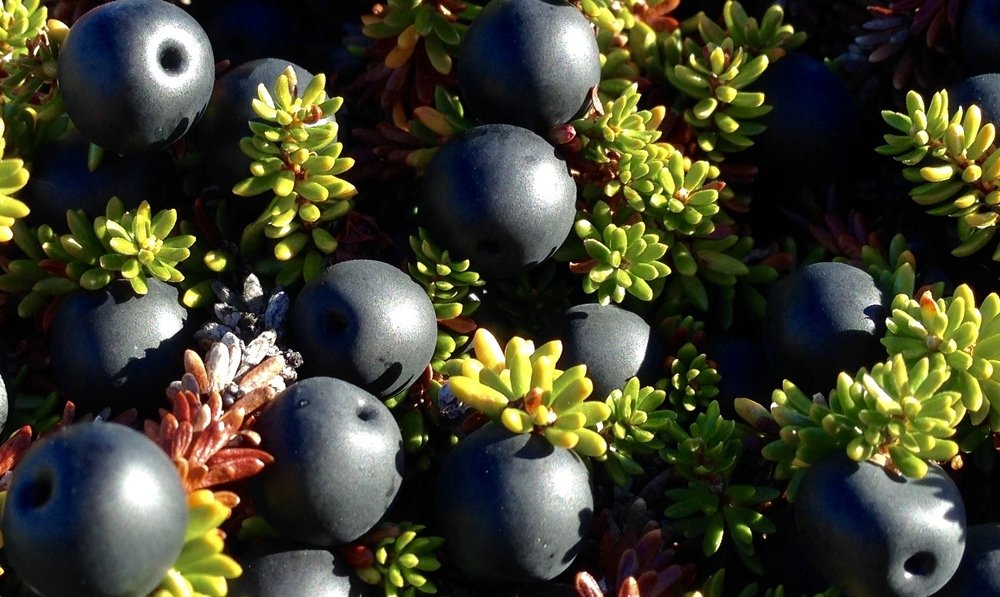 crowberries