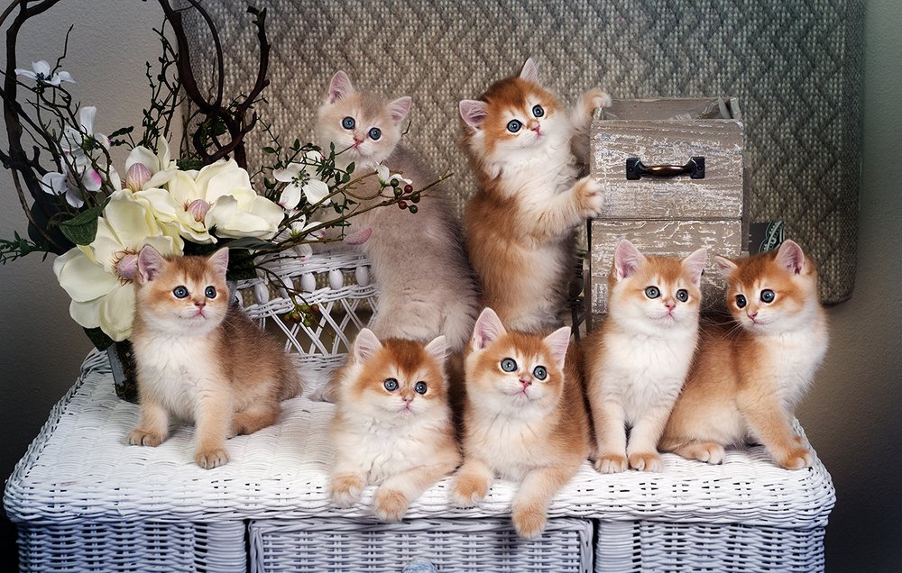 Семеро смелых